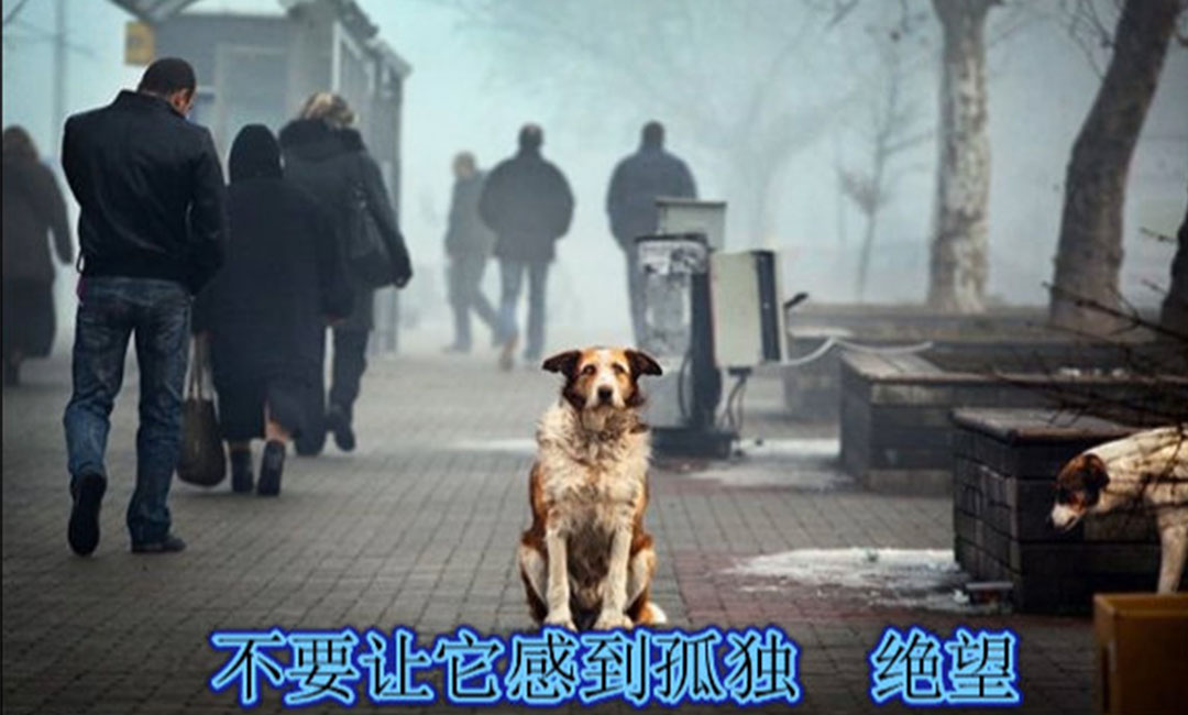 兴安兴安爱影圈微博微信转发案例